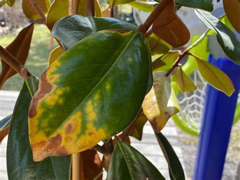 12 Most Common Magnolia Tree Diseases With Images World Of Garden Plants