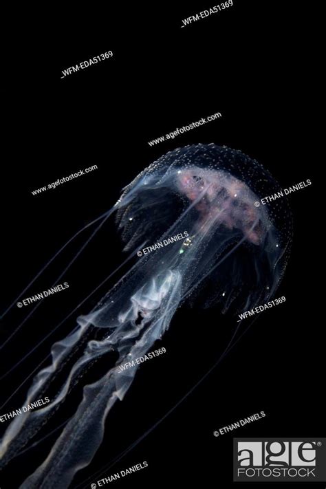 Luminescent Jellyfish Pelagia Noctiluca Misool West Papua Indonesia