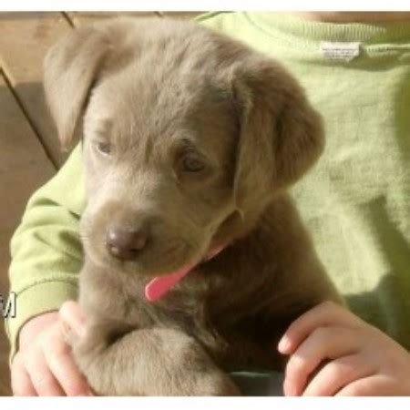 Pups te koop aangeboden op puppyplaats.nl, puppyplaats is de plaats voor het vinden en aanbieden van leuke pups! West Ky Labs, Labrador Retriever Breeder in Drakesboro, Kentucky