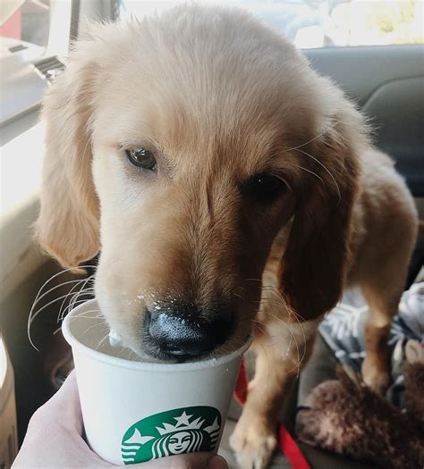 One Puppiccino Now I See What The Rave Is About Starbucks