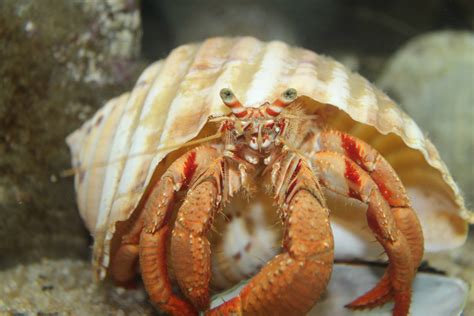 Hermit crabs are anomuran decapod crustaceans of the superfamily paguroidea that have adapted to occupy empty scavenged mollusc shells to protect their fragile exoskeletons. really big hermit crab - ZooChat