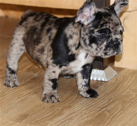 … available for salewe have male and female. Best Strategy To Use For cheap french bulldog puppies for ...