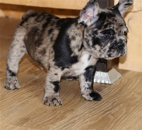 Free dog classifieds pawbe is here to help you find the perfect puppy for you and your family breeders and puppy owners can list their cute puppies here. Cheap French Bulldog Puppies For Sale in USA | Affordable ...