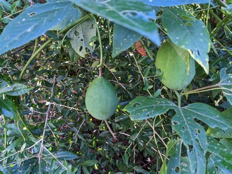 Passion Fruit Edible Its Growing Wild In My Yard In Zone 7 Doesnt