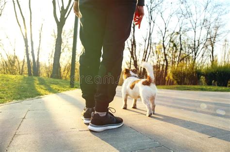 Las Mujeres Se Sienten Y Jack Russell Caminando Por El Parque Foto De Archivo Imagen De Perro