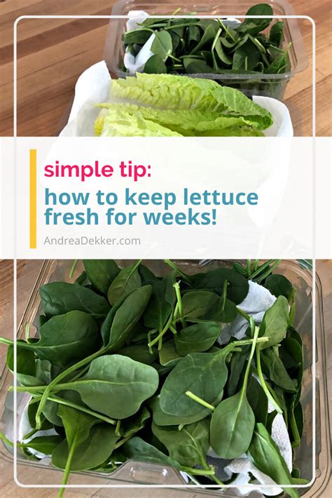Today, let's dive into everything there is to know how to choose your romaine. Genious Tip to Keep Lettuce Fresh for Weeks! | Andrea Dekker