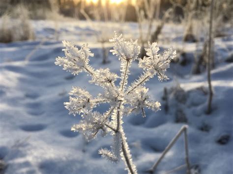 Winter Nature In Finland A Frozen Meadow Flower Routes And Trips