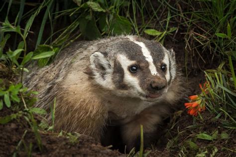 25 Mammals You Can See In Michigan North American Nature