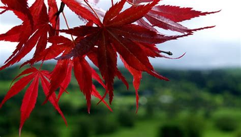 Japanese Red Maple Tree Diseases Garden Guides