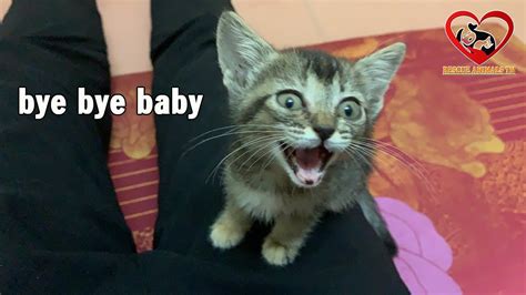 Baby Kitten Meowing Very Loudly On The Street Ending The Storyrescue