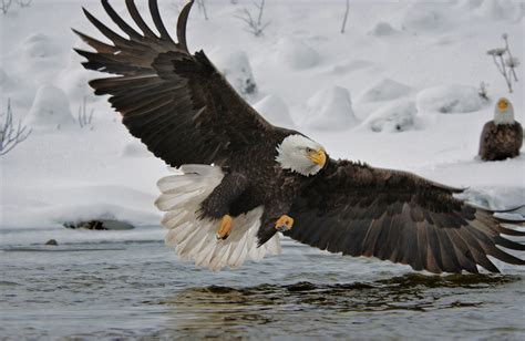 El águila Calva Símbolo Nacional De Estados Unidos