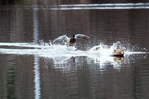 Male And Female Mallards Landing In The Water Stock Photo Image Of