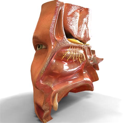 Nasal Cavity Anatomy Model Anatomy Structure