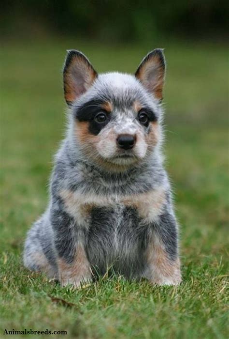 Australian Cattle Dog Puppies Rescue Pictures Information