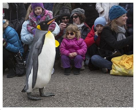 Penguins On Parade Penguin Parade Penguins Parades