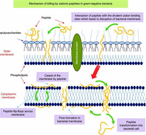 A Model Of The Cell Membrane Antibacterial Peptide Interaction In