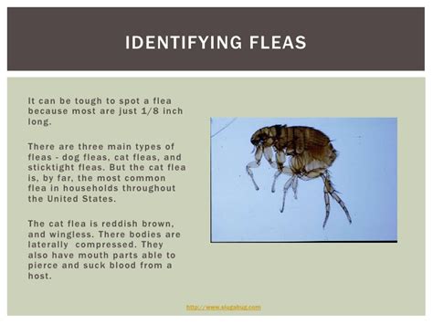 Put A Flea Infestation On The Flee With Slug A Bug