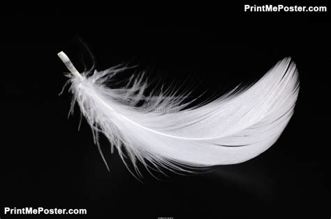 feder Poster ID:F30603162 | Feather background, Feather photography, Feather art