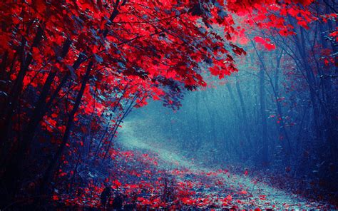 Wallpaper Red Leaves Forest Road Trees Autumn Mist Red And Blue