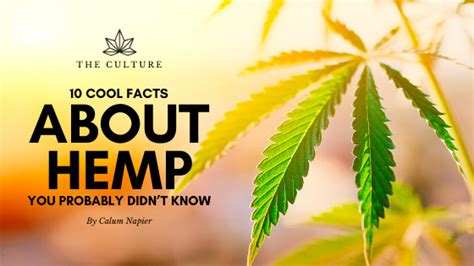 10 Cool Facts About Hemp You Probably Didnt Know Wee Hemp