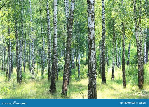 Beautiful Birch Trees With White Birch Bark In Birch Grove Stock Photo