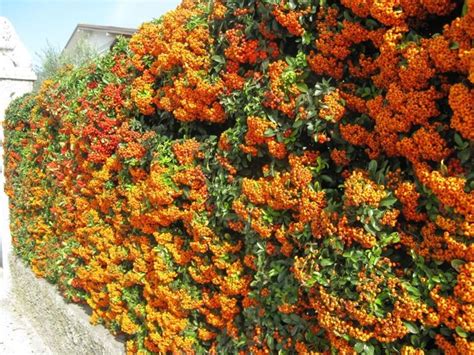 La siepe fiorita è composta essenzialmente da piante a fiore. Piante da siepe prezzi - Siepi - Costo delle piante da siepe