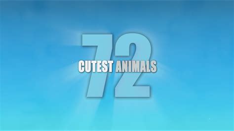 72 Cutest Animals Tv Series 2016