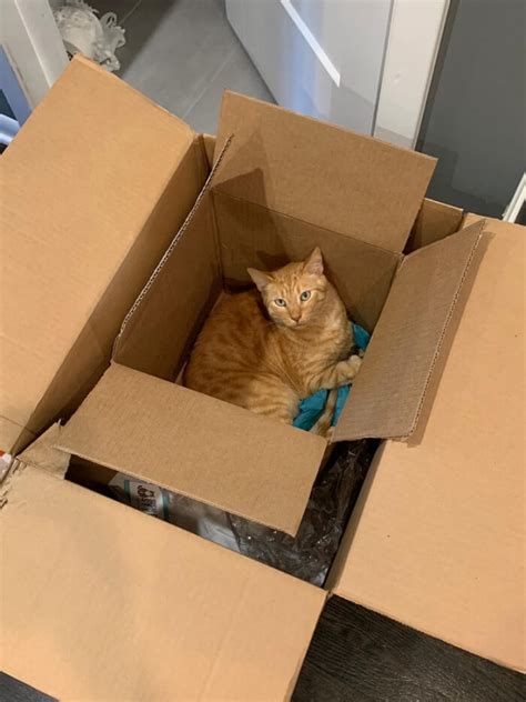 Why Do Cats Like Boxes 8 Reasons Why