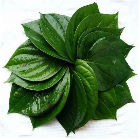 Betel Leaves Paan Patta Wholesaler And Wholesale Dealers In India
