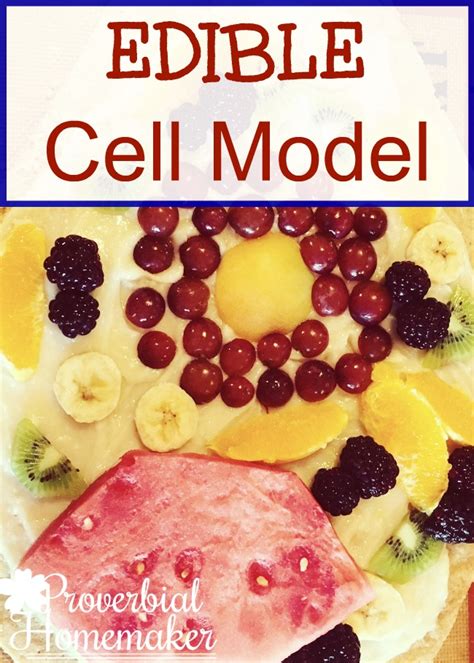 Edible Cell Model Our Cell Science Unit Proverbial