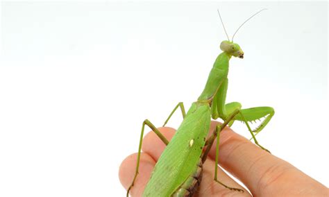 How To Care For A Pet Praying Mantis Best Beginner Species Bug Pets