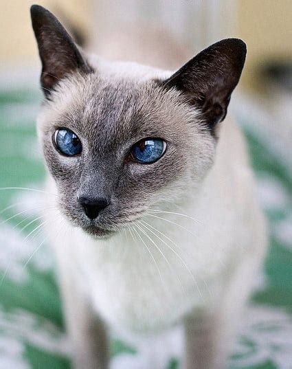 Do Siamese Cats Have Eye Problems Freethinking Animal Advocacy
