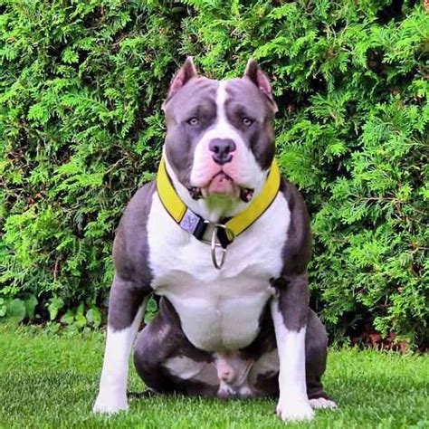 The american bully has a short, close, stiff to the touch and glossy coat. XXL American Bully and Pit Bull | Viral Fancy