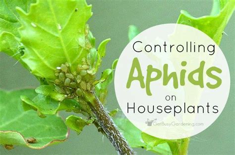 It is essential to get an aphid infestation under control as soon as it comes to your attention because an aphid population increases quickly. How To Get Rid Of Aphids On Houseplants, For Good! | Get ...