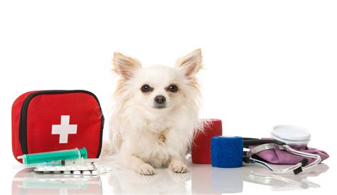 Make Your Own Pet First Aid Kit Experiment Exchange