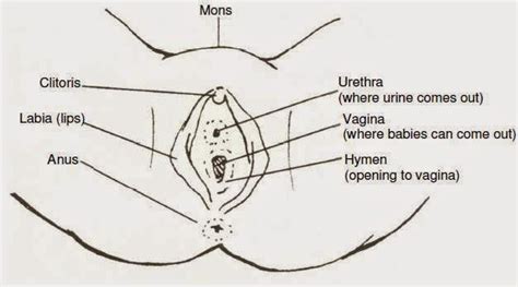 Check spelling or type a new query. WE LOVE SCIENCE!: UNIT 5: HUMAN REPRODUCTION