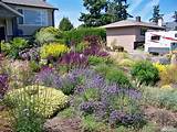 Photos of West Coast Lawn And Landscape
