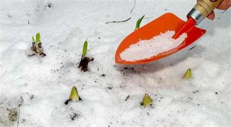 Весенние работы в саду: пока сходит снег на Supersadovnik.ru