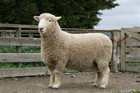 Romney Gallery — Australian Rare Breed Sheep Project