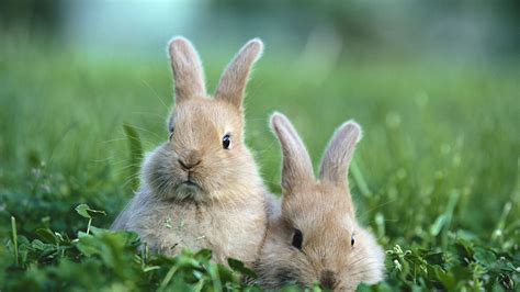 Rabbits In The Grass Image Abyss