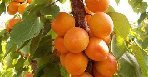 the fruit of israel the jaffa orange shamouti orange jaffa shamouti is a sweet almost