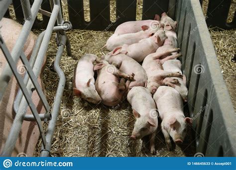 Little Pigs Sleeping After Suckling In The Barn Indoors Stock Image