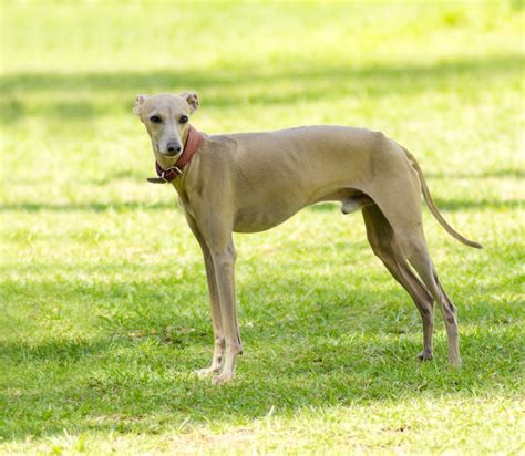 Are Italian Greyhound Aggressive