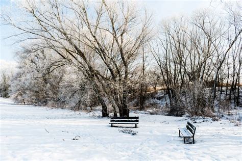 Beautiful Winter Scene With Two Benches Stock Photo Image Of Tree