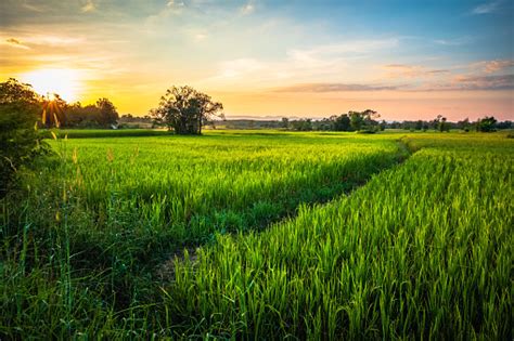 Rice Field At Sunset Stock Photo Download Image Now Istock