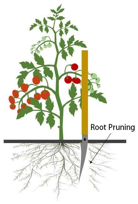 Rot Pruning Is Time Consuming Which You Can Use On Other