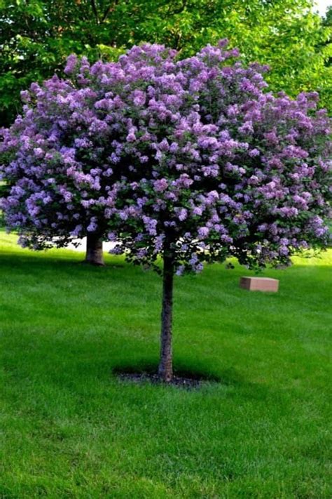 Wearefound Resources And Information Lilac Tree