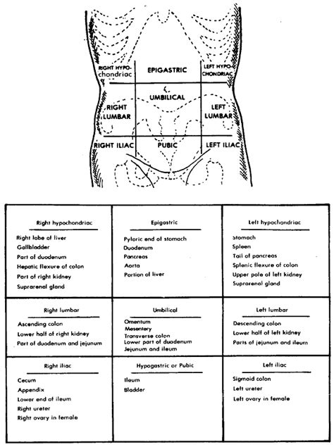 Abdominal Abdominal Quadrants Organs