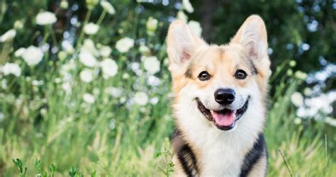 The pembroke welsh corgi puppy is one type of corgi. Corgi Puppies For Sale Singapore - Puppies Sale In ...