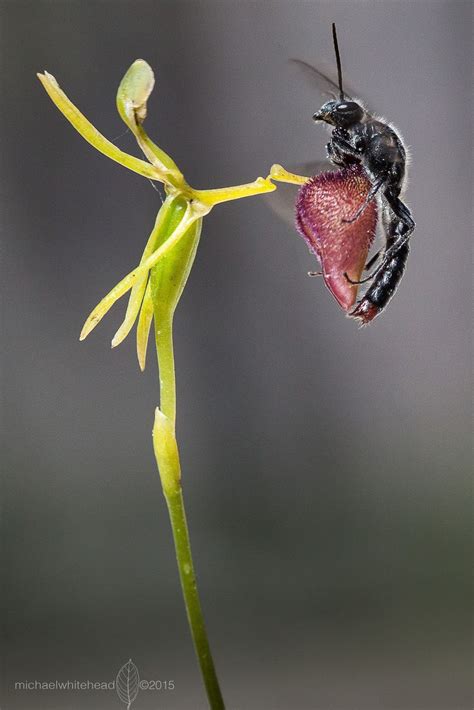 Hammer Orchid Deception The Hammer Orchid [drakaea Glyptodon] Attracts Its Wasp Pollinator